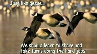 Geese teamworkmov [upl. by Lindeberg]