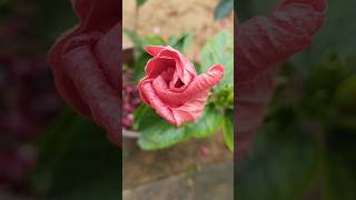 Beautiful flower Hibiscus 10 China rose flowers myavikavlogs gardening nature shorts [upl. by Netsreik]