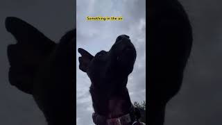 In the air 😳🫣😳😅 Taiwan dog Formosan Mountain Dog FMD 台灣犬 土狗 [upl. by Yhtomot]