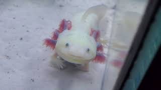 Glow in the Dark GFP Axolotl VS Albino Axolotl [upl. by Ahsoet]