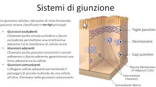 Sistemi di giunzione cellulare Giunzioni cellulari biologia [upl. by Shipp831]