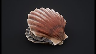 Scallop 3D Animation [upl. by Clute590]