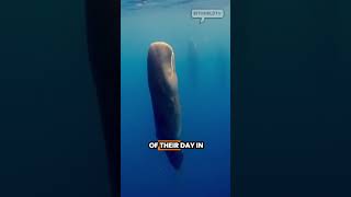 sperm whales sleeping vertically shorts ocean whale oceanlife [upl. by Diann]