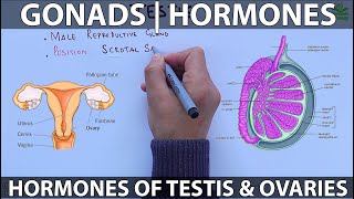 Gonads and Hormones [upl. by Ellekim]