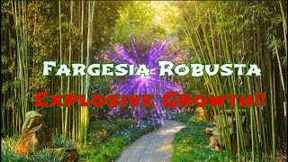 Fargesia robusta explosive growth [upl. by Kathe]