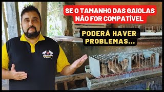 VEJA QUAL O TAMANHO IDEAL DAS GAIOLAS PARA VOCÊ FAZER A CRIAÇÃO DE CODORNAS  GAIOLA PARA CODORNA [upl. by Major]