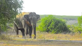 Massive elephant in bundala national park  Sri lanka  Having food  big bull elephant [upl. by Ferrand211]