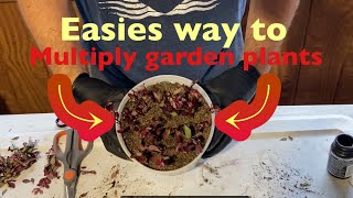 Simple way to root Japanese barberry cuttings  backyard nursery plants garden [upl. by Sebastian435]