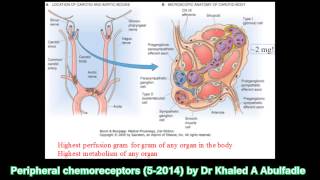 Peripheral chemoreceptors and regulation of respiration 52014 by Dr Khaled A Abulfadle [upl. by Cook]