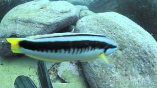 Comb Wrasse Coris picta North Bondi Sydney Australia [upl. by Hadden]