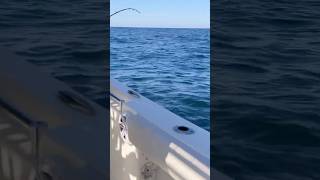 NJ Bluefin Tuna on squid fishing tunafishing fish giantbluefintuna sportfishing sportfish [upl. by Sandra]