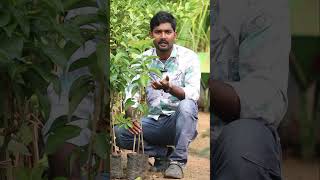 Avakado Plants In Telugu  Avakado Plants  Ashok Chakra Nursery  Kadiyam Abbai  Shorts  237 [upl. by Levon]