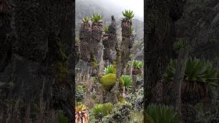 Rwenzori Mountains Mountains of the Moon Uganda [upl. by Ragen]