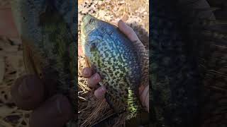 Crappie release Please subscribe to my channel [upl. by Enom270]