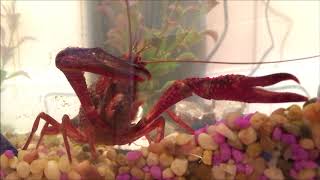 Meet My Red Swamp Crayfish [upl. by Aimat]