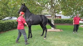 CC with Aldebaran Park ahead of the Nutrien Equine Yearling Sales [upl. by Anegroeg]