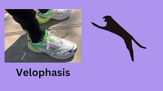 PUMA VELOPHASIS  ON FEET  REVIEW [upl. by Poirer]