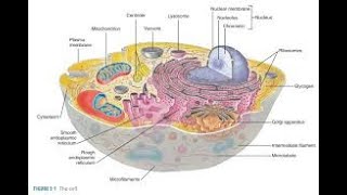 Histology  Lec 3  Membranous Organelles [upl. by Ailed]