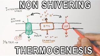 Mechanism of NonShivering Thermogenesis [upl. by Simdars210]