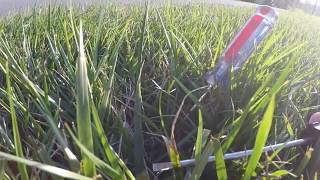 Tall fescue heat and drought stress and one way to manage it [upl. by Anyel]