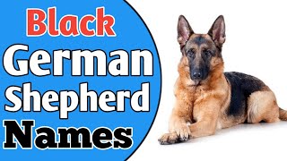 Top 30 Best Black German Shepherd Dog Name Female amp Male Ideas 2021  NamoLogy [upl. by Ttreve560]