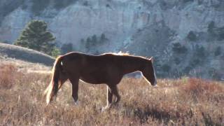 Imagine A Place  The Black Hills Wild Horse Sanctuary [upl. by Thornburg522]