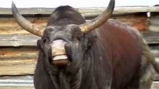 Nguni Bull [upl. by Dat]