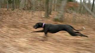 Great Dane running 30mph fast from the side [upl. by Ewall503]