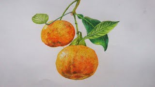 Drawing oranges with color pencils  How to draw orange  Fruit drawing  color pencil drawing [upl. by Letizia]