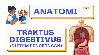 Anatomi Lengkap Sistem Pencernaan Traktus Digestivus  Alimentary Tract  Sistem Pencernaan [upl. by Mast]