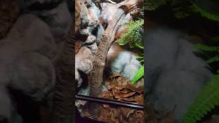 Leaf tailed gecko set up [upl. by Nekciv443]