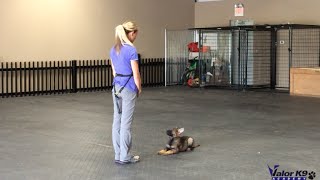 German Shepherd puppy obedience training  9 weeks old  Amy Pishner  Valor K9 Academy [upl. by Bandeen]