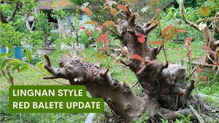 Ficus Concinna Bonsai Materials Update w English Subtitles [upl. by Brogle]