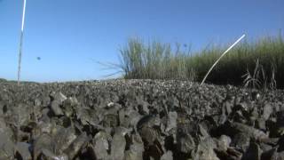 How to Harvest and Cook Oysters [upl. by Tebasile]