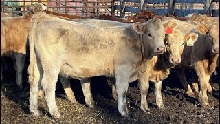 Brandt Boys Beef amp Grain  630 OctNov Heifer Calves  40 Head Tolstoi MB [upl. by Trula]