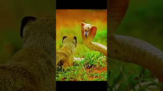 Fighting Nature Cobra vs Mongoose naturevideo nature [upl. by Yemaj]