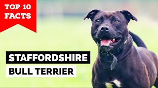 Staffordshire Bull Terrier  Top 10 Facts Staffy [upl. by Prisilla]