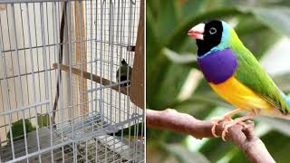 Lady Gouldian Finch  5 Tips for Breeding Success [upl. by Vasileior904]