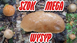 SZOK MEGA WYSYP [upl. by Sherris]