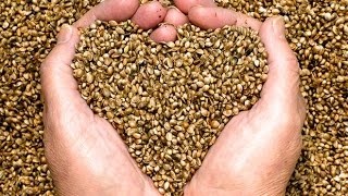 5 Incredible Health Benefits of Hemp Seeds [upl. by Bland748]