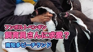 飼育員さんに求愛？フンボルトペンギン 南知多ビーチランド [upl. by Gerdy]