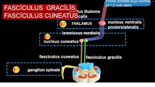 En Ã–zet Fasciculus Gracilis ve Fasciculus Cuneatus [upl. by Hgielar]