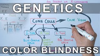 Genetics of Color Blindness [upl. by Tanitansy]