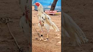 Harsha gari punjulu top quality breed available pandem rooster topquality [upl. by Yluj]