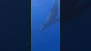 What happened after death of blue whale bluewhale shortsviral trending facts viralvideos [upl. by Mapes719]