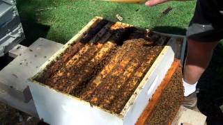 Honeybee Colony ReQueening New Method DurhamsBeeFarmcom [upl. by Ariaz]