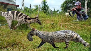 wild weasels hunting 2 daeys of strunggle to find the weasels livestock eater [upl. by Warram243]