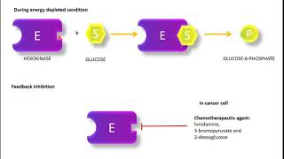 Regulation of Glycolysis Hexokinase and Glucokinase PFK1 Pyruvate Kinase regulation [upl. by Thom]