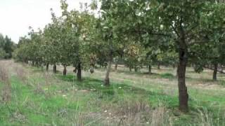 Pistachio Harvesting amp Processing  Small Is Beautiful [upl. by Clance]