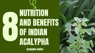 8 Medical Uses and Health Benefits of Indian Acalypha Acalypha indica Linn [upl. by Leehar]